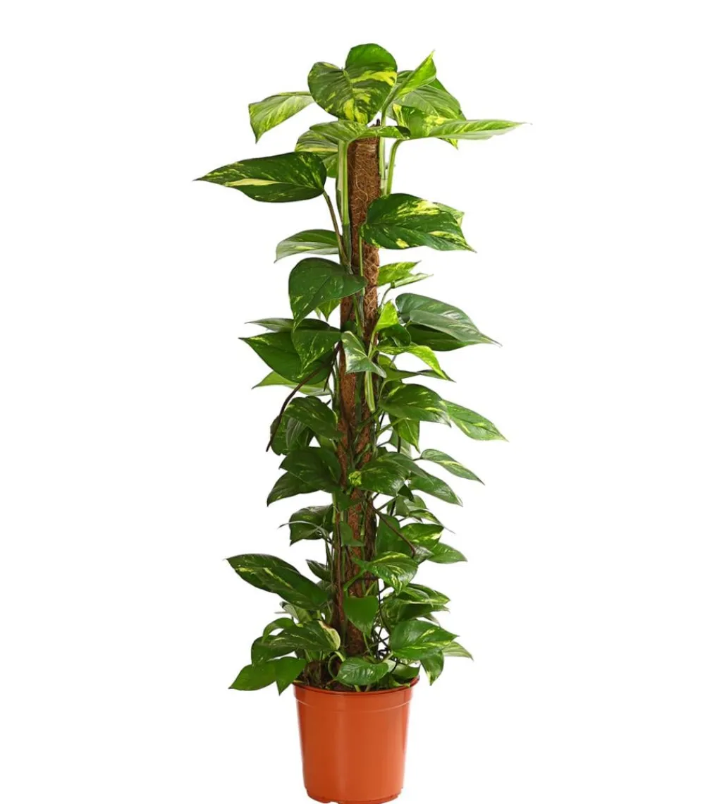 Dehner Grünpflanzen|Solitärpflanzen > Efeutute - Epipremnum aureum am Moosstab