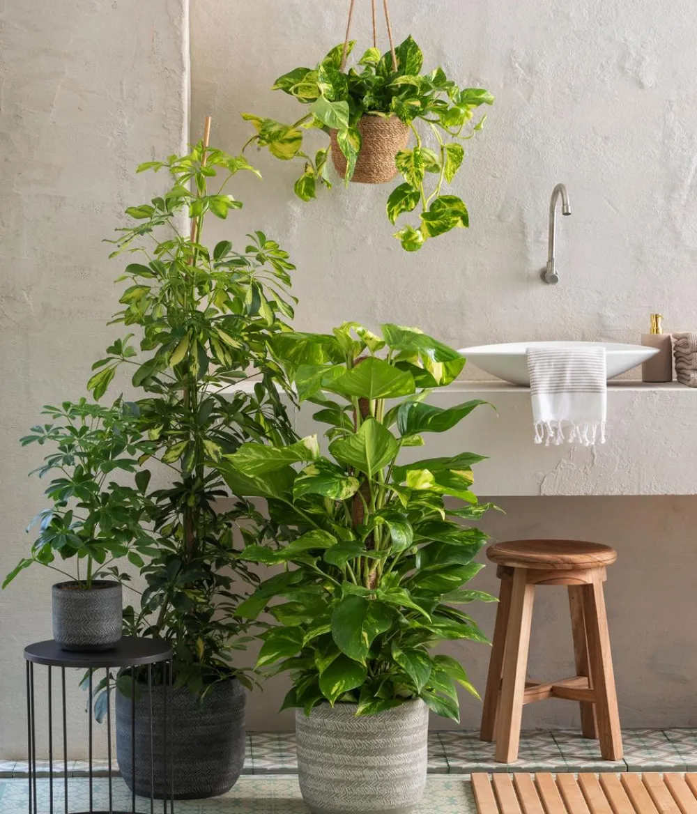 Dehner Grünpflanzen|Solitärpflanzen > Efeutute - Epipremnum aureum am Moosstab