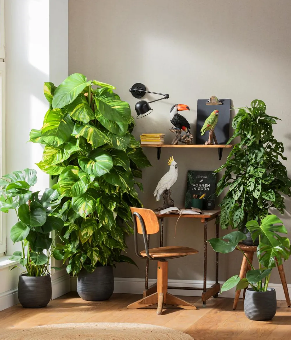Dehner Grünpflanzen|Solitärpflanzen > Efeutute - Epipremnum aureum am Moosstab