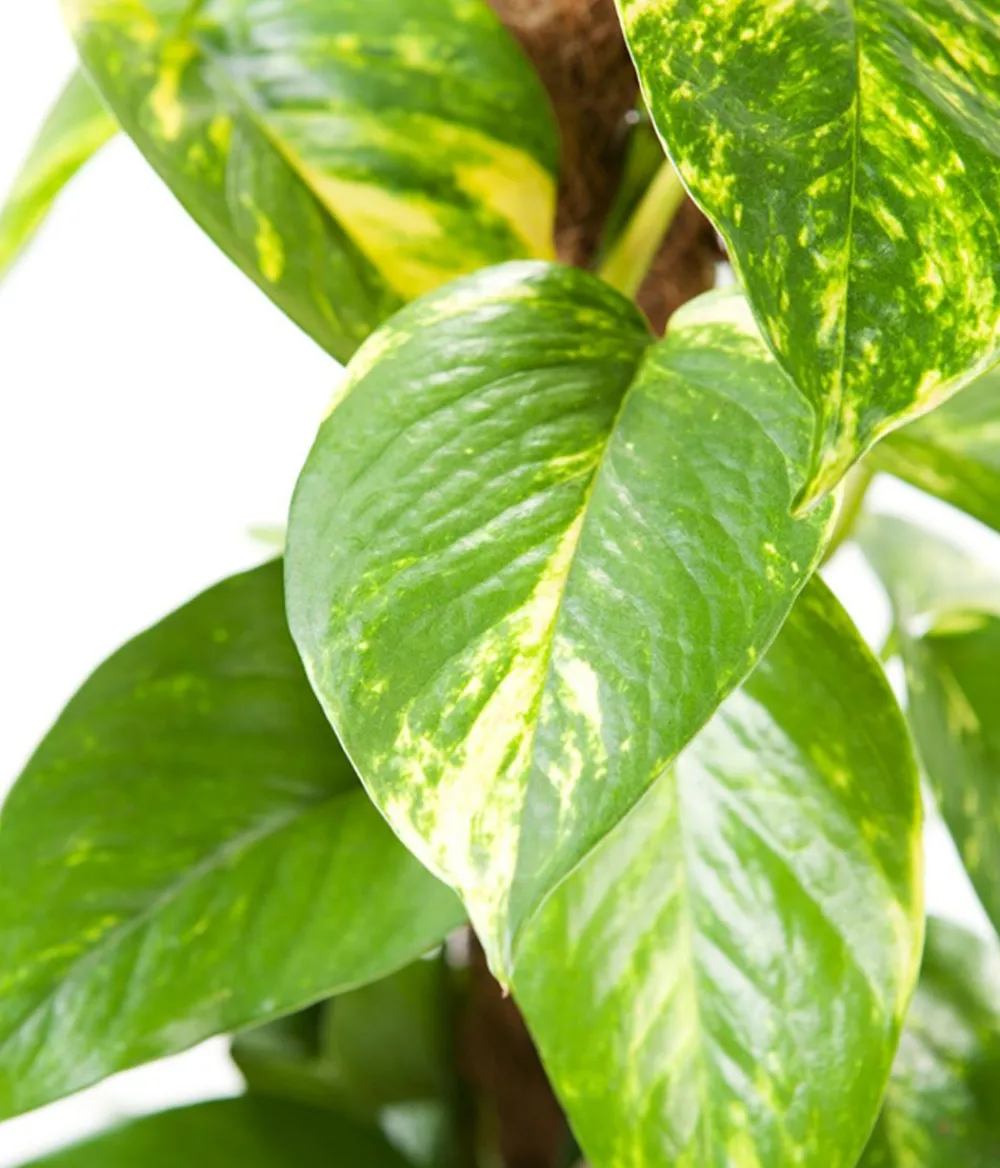Dehner Grünpflanzen|Solitärpflanzen > Efeutute - Epipremnum aureum am Moosstab