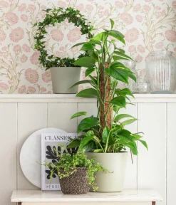 Dehner Efeutute - Epipremnum aureum am Moosstab Outlet