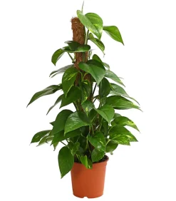 Dehner Efeutute - Epipremnum aureum am Moosstab Outlet