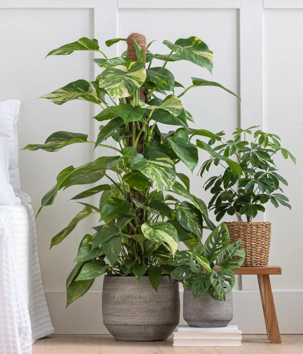 Dehner Efeutute - Epipremnum aureum am Moosstab Online