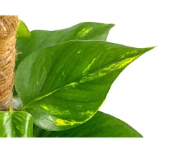 Dehner Efeutute - Epipremnum aureum am Moosstab Online