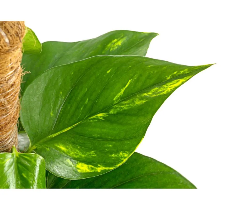 Dehner Efeutute - Epipremnum aureum am Moosstab Online