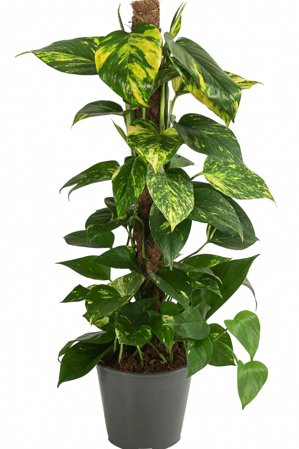 Dehner Grünpflanzen|Solitärpflanzen - Efeutute - Epipremnum aureum am Moosstab