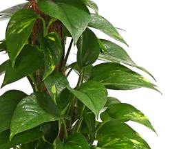 Dehner Grünpflanzen|Solitärpflanzen - Efeutute - Epipremnum aureum am Moosstab