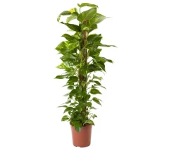 Dehner Grünpflanzen|Solitärpflanzen - Efeutute - Epipremnum aureum am Moosstab