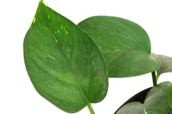 Dehner Efeutute - Epipremnum aureum, Hydrokultur Hot