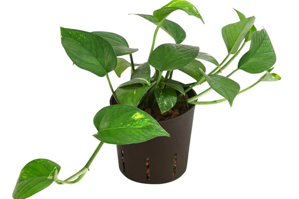 Dehner Efeutute - Epipremnum aureum, Hydrokultur Hot