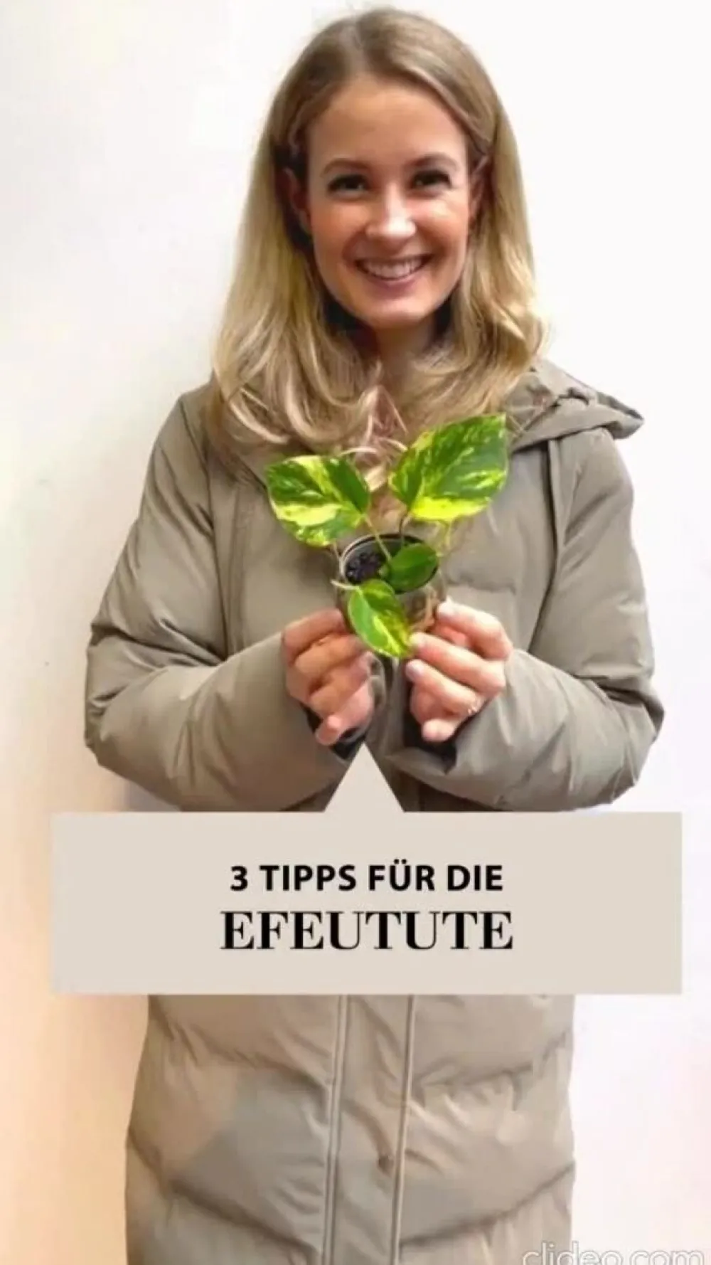 Dehner Efeutute - Epipremnum aureum, Hydrokultur Hot