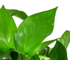 Dehner Hydropflanzen|Grünpflanzen - Efeutute - Epipremnum aureum, Hydrokultur