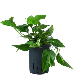 Dehner Hydropflanzen|Grünpflanzen - Efeutute - Epipremnum aureum, Hydrokultur