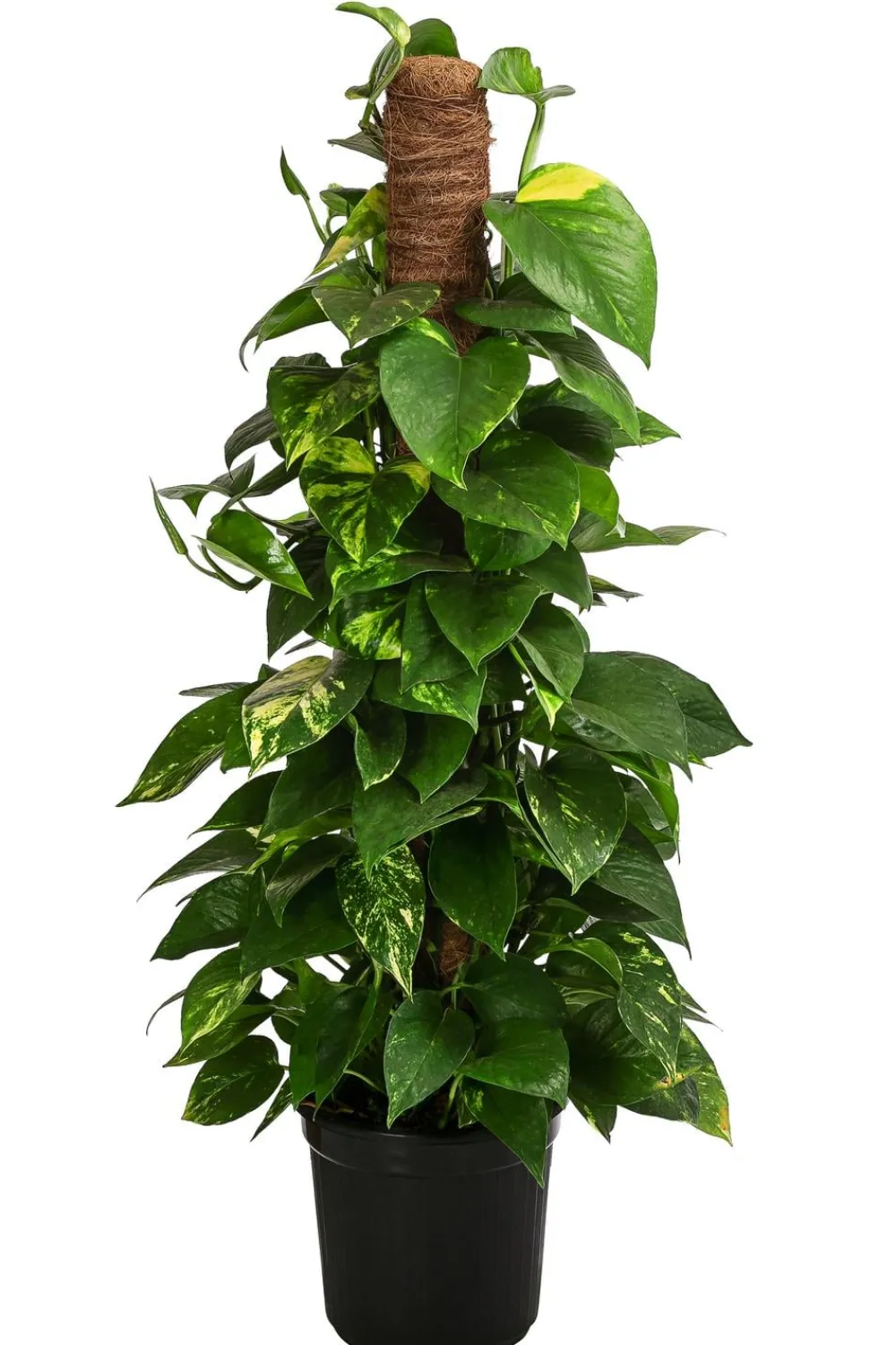 Dehner Efeutute - Epipremnum aureum 'Torro' am Moosstab Hot