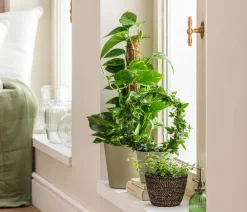 Dehner Efeutute - Epipremnum aureum 'Torro' am Moosstab Hot