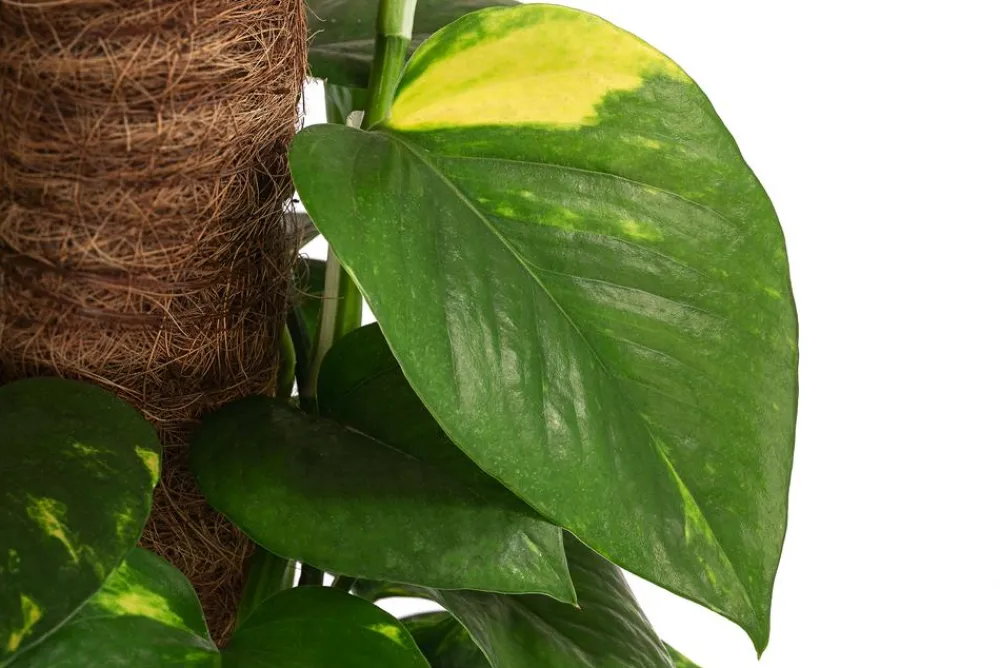 Dehner Efeutute - Epipremnum aureum 'Torro' am Moosstab Hot