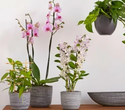 Dehner Hängepflanzen|Grünpflanzen > Efeutute - Epipremnum aureum 'Torro', Ampel