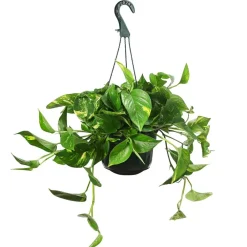 Dehner Hängepflanzen|Grünpflanzen > Efeutute - Epipremnum aureum 'Torro', Ampel