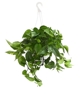Dehner Hängepflanzen|Grünpflanzen - Efeutute - Epipremnum aureum 'Torro', Ampel