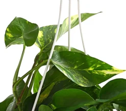 Dehner Hängepflanzen|Grünpflanzen - Efeutute - Epipremnum aureum 'Torro', Ampel