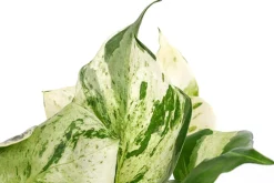 Dehner Grünpflanzen > Efeutute - Epipremnum pinnatum 'Happy Leaf'