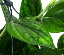 Dehner Efeutute - Epipremnum pinnatum 'Marble Planet', Ampel Grün Online