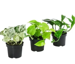 Dehner Efeututen-Set - Epipremnum, 3-teilig Best
