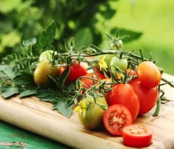 Dehner Auberginen- & Tomatenpflanzen > Eiertomate,