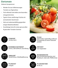 Dehner Auberginen- & Tomatenpflanzen > Eiertomate,