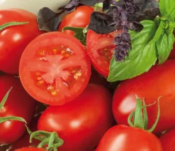 Dehner Auberginen- & Tomatenpflanzen > Eiertomate,