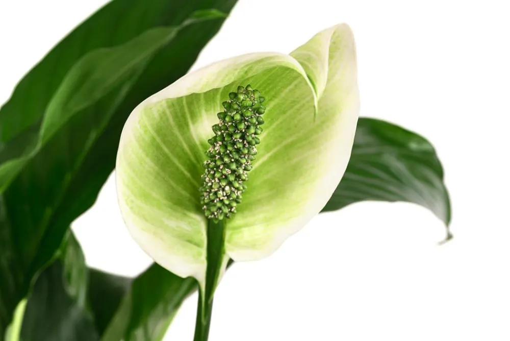 Dehner Einblatt - Spathiphyllum 'Mont Blanc', Hydrokultur Clearance