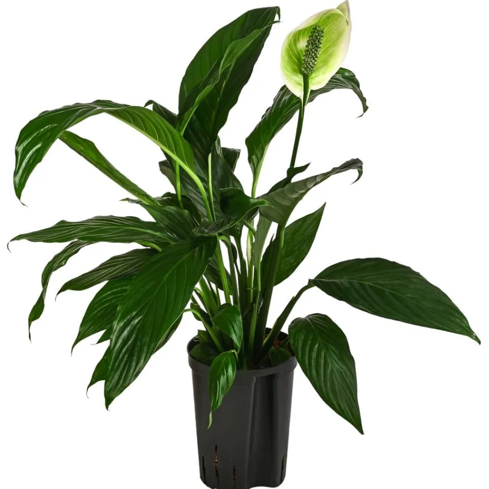 Dehner Einblatt - Spathiphyllum 'Mont Blanc', Hydrokultur Clearance