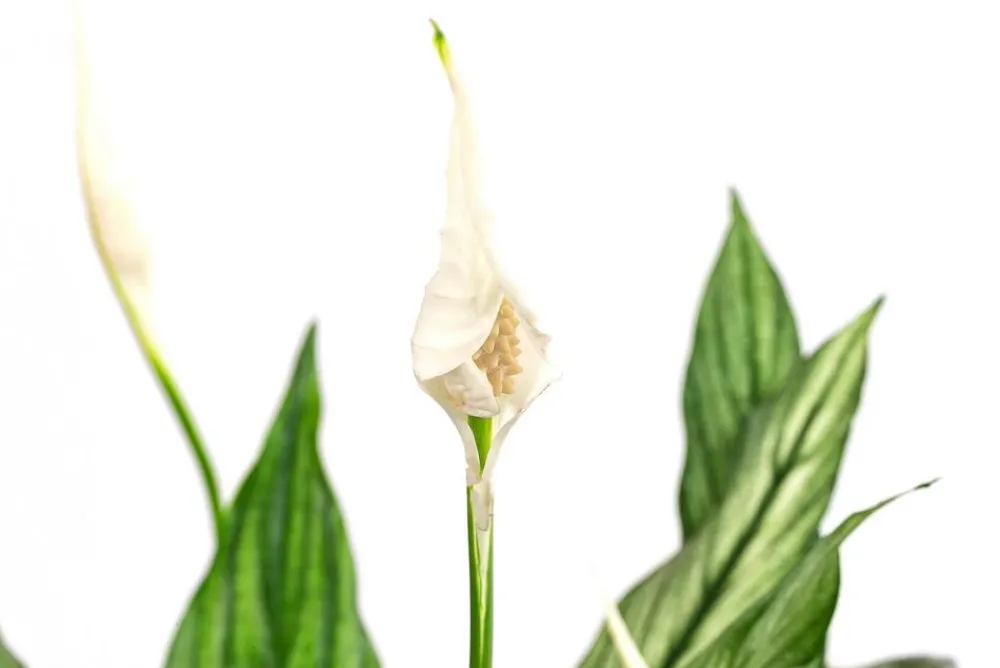 Dehner Einblatt - Spathiphyllum 'Silver Cupido' Dunkelgrün Online