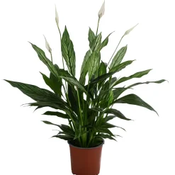 Dehner Einblatt - Spathiphyllum 'Silver Cupido' Dunkelgrün Online