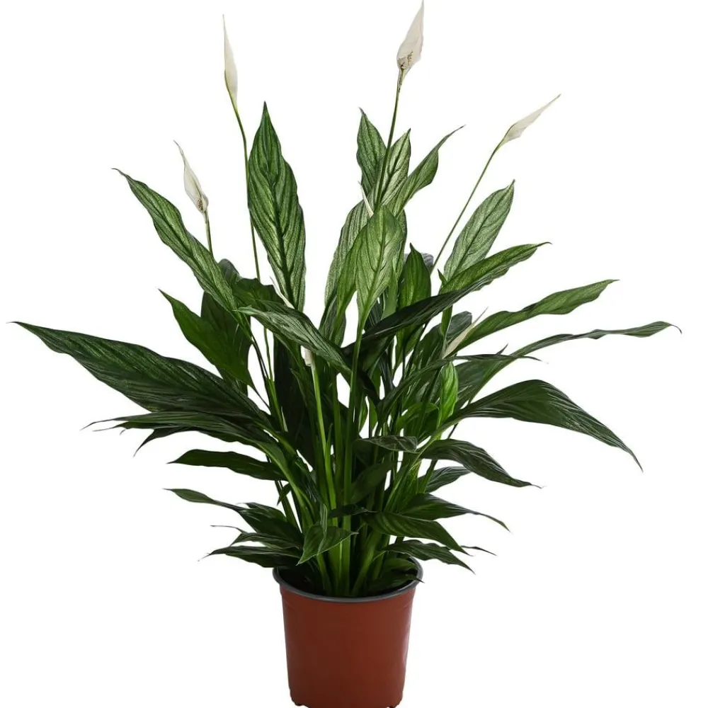 Dehner Einblatt - Spathiphyllum 'Silver Cupido' Dunkelgrün Online