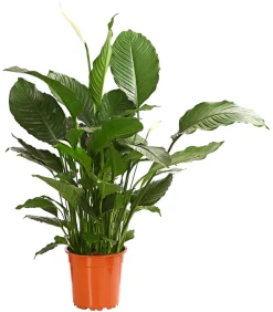 Dehner Einblatt - Spathiphyllum wallisii 'Silvana' Weiß Hot