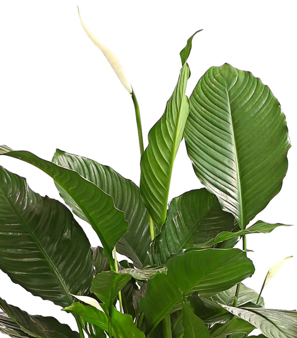 Dehner Einblatt - Spathiphyllum wallisii 'Silvana' Weiß Hot