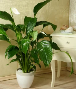 Dehner Einblatt - Spathiphyllum wallisii 'Silvana' Weiß Hot