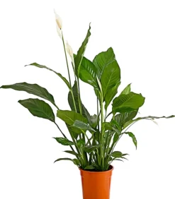 Dehner Einblatt - Spathiphyllum wallisii 'Sebastian' Weiß New