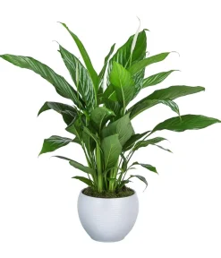 Dehner Einblatt & Flamingoblumen|Zimmerpflanzen Mit Übertopf - Einblatt - Spathiphyllum wallisii, in Keramik Weiß