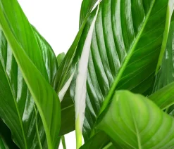 Dehner Einblatt & Flamingoblumen|Zimmerpflanzen Mit Übertopf - Einblatt - Spathiphyllum wallisii, in Keramik Weiß