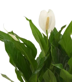 Dehner Einblatt & Flamingoblumen|Zimmerpflanzen Mit Übertopf > Einblatt 'Sweet Silvio', in Keramik
