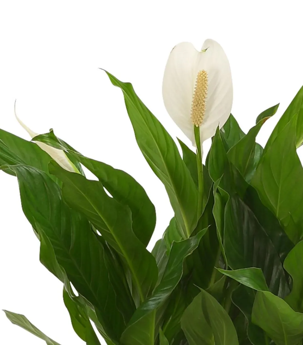 Dehner Einblatt & Flamingoblumen|Zimmerpflanzen Mit Übertopf > Einblatt 'Sweet Silvio', in Keramik