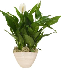 Dehner Einblatt & Flamingoblumen|Zimmerpflanzen Mit Übertopf > Einblatt 'Sweet Silvio', in Keramik
