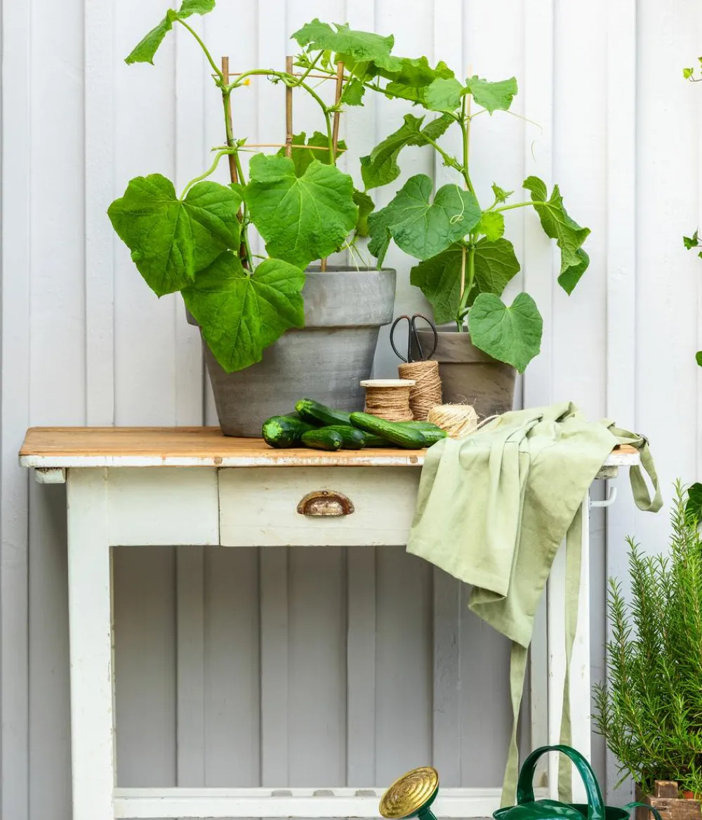 Dehner Zucchini- & Gurkenpflanzen - Einlege-/Essiggurke Grün