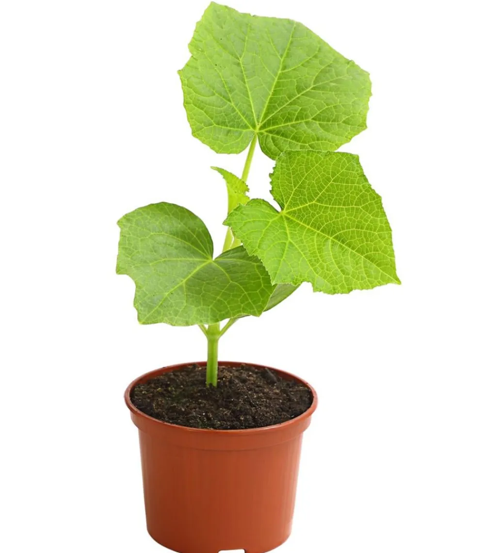 Dehner Zucchini- & Gurkenpflanzen - Einlege-/Essiggurke Grün