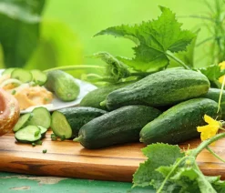 Dehner Zucchini- & Gurkenpflanzen - Einlege-/Essiggurke Grün
