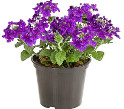 Dehner Terrassenpflanzen|Sommerblumen > Eisenkraut