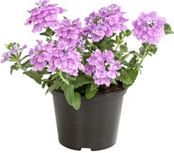 Dehner Eisenkraut Rosa