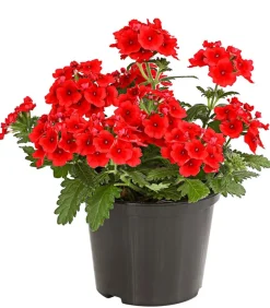 Dehner Terrassenpflanzen|Sommerblumen - Eisenkraut Rot